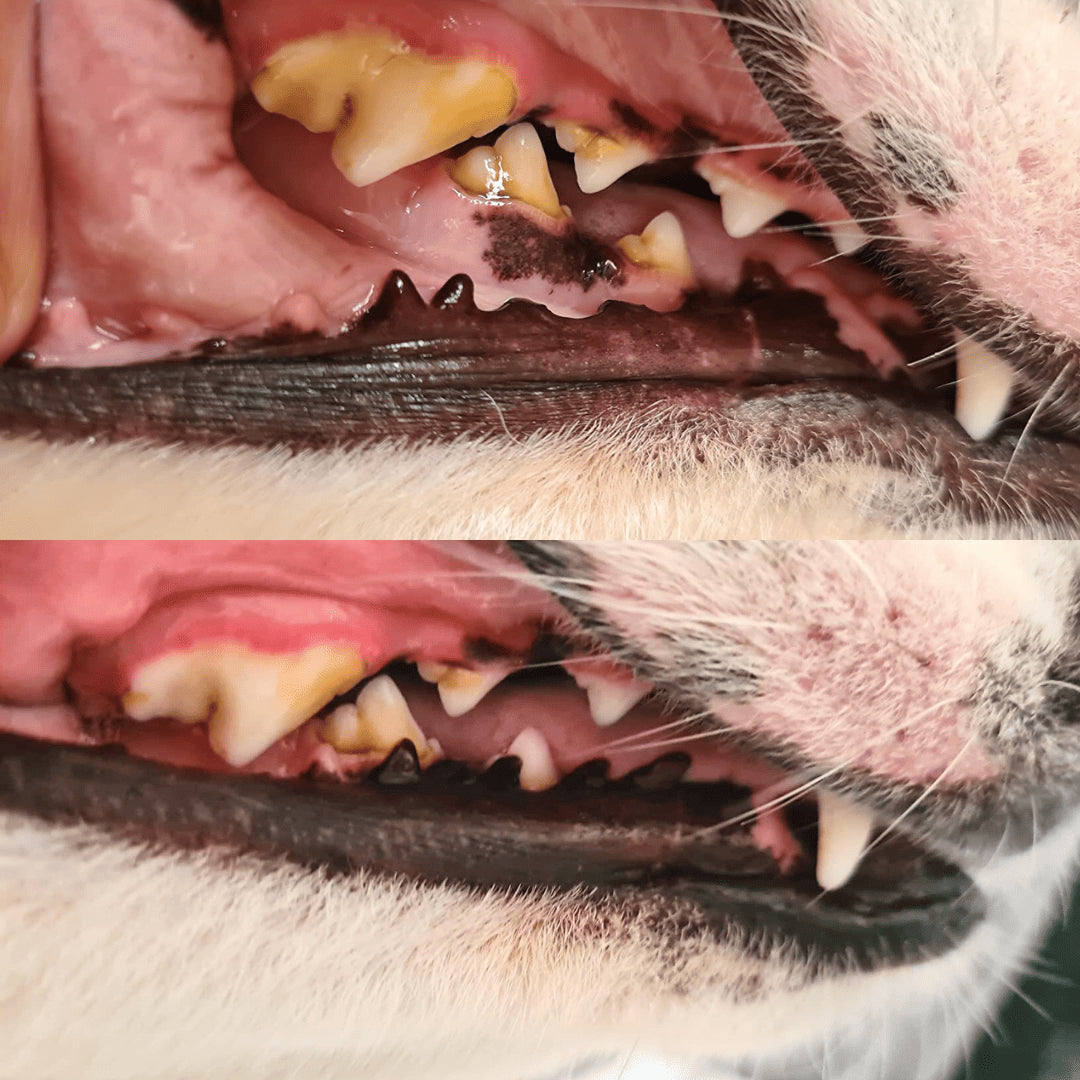 Driova –  Protege contra las enfermedades dentales